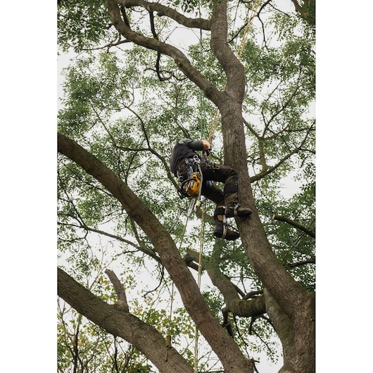 A person equipped with safety harness and gear using ropes to climb a large tree, surrounded by green leaves and branches.
