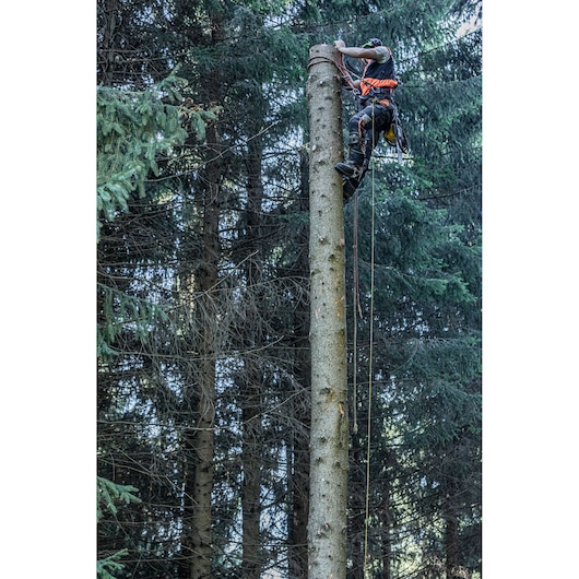A person wearing safety gear is climbing a tall, cut tree trunk with ropes and harnesses in a forest. The background is dense with evergreen trees.